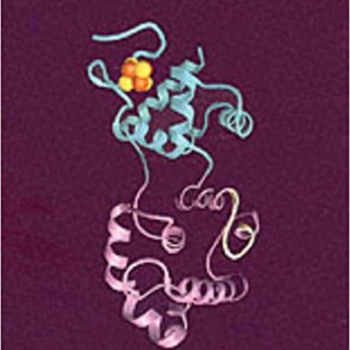 Principles of Biochemistry Principles of Biochemistry