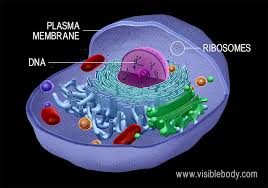 BIOLOGY