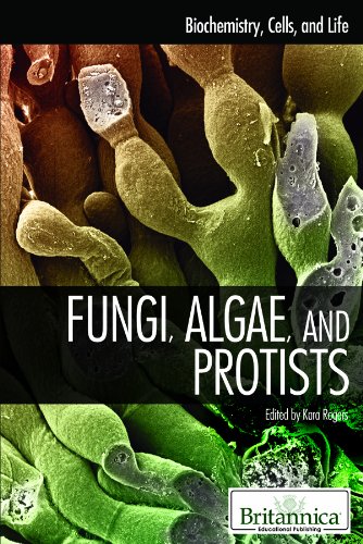 Fungi Algae And Protists Biochemistry Cells And Life By Kara Rogers