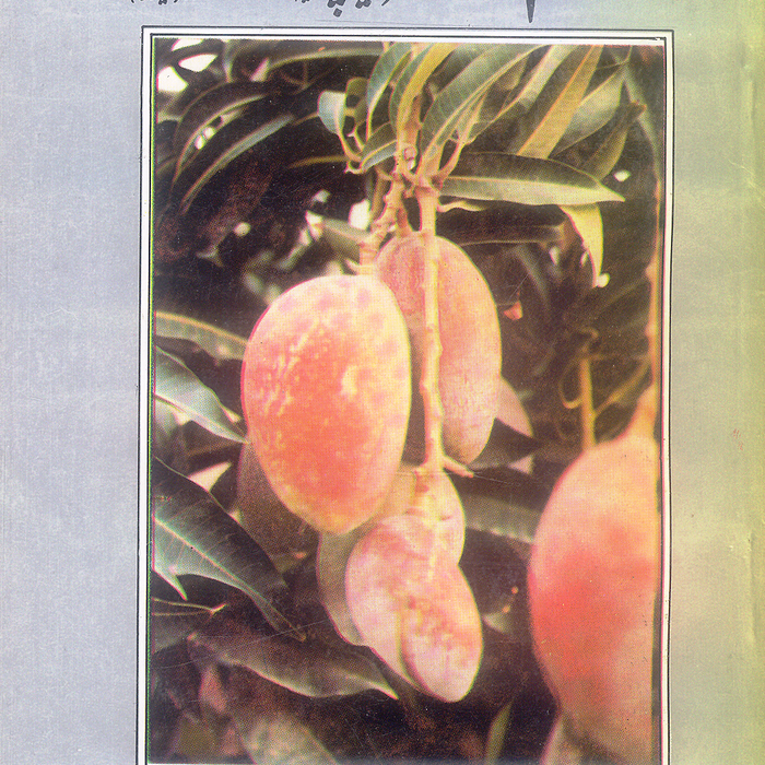 Aam - آم by Amir Nazeer Bucha