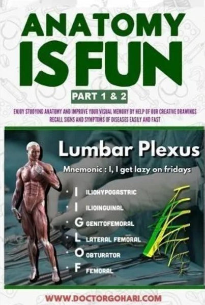 Anatomy Is Fun Part One And Two By Lumbar Plexus